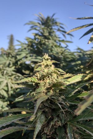 Herat Heavy Resin (Golden Afghan Hashplant)