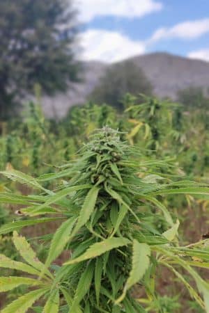 Kunar Landrace