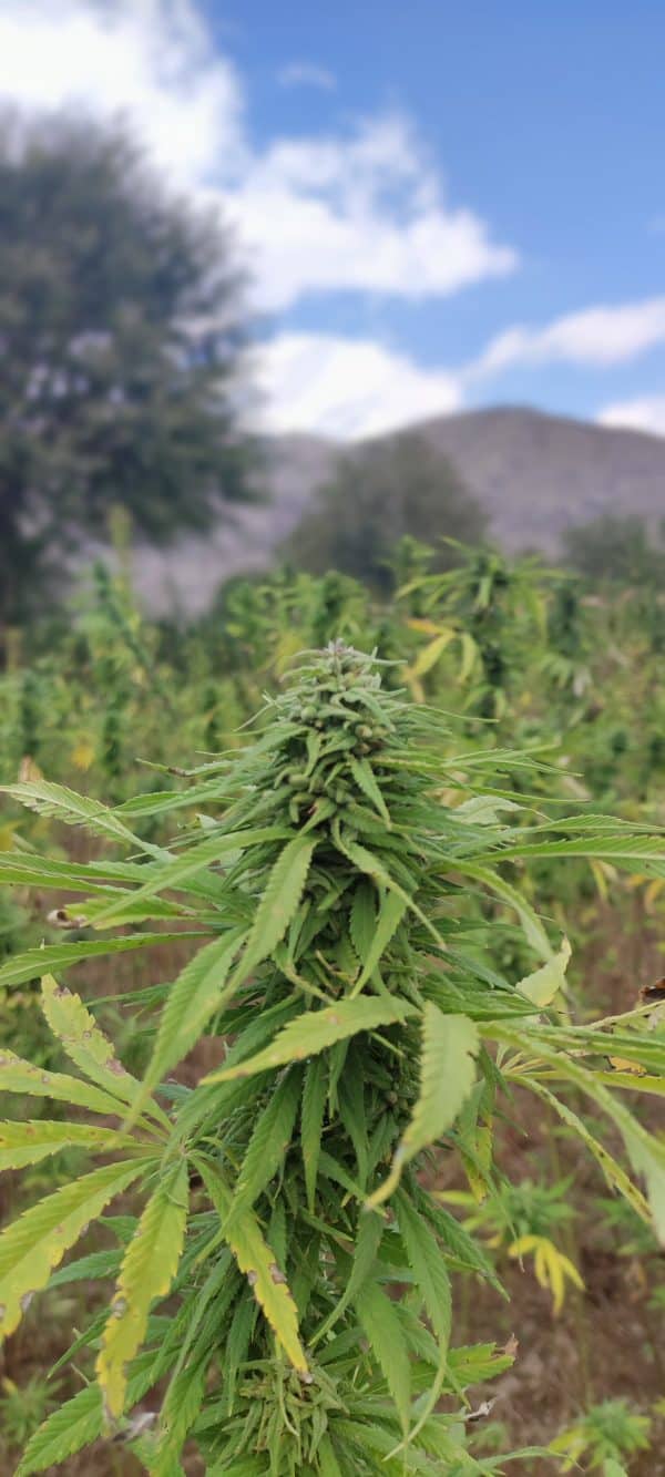 Kunar Landrace