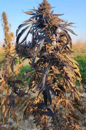 Kandahar Golden Crown