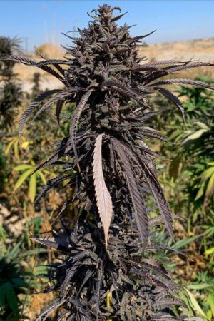 Kandahar Landrace