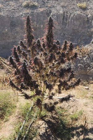 Maruf Red (Skunk-Like Afghan Landrace)