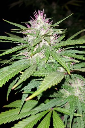 Mazar-i-Sharif (Black Mazar)