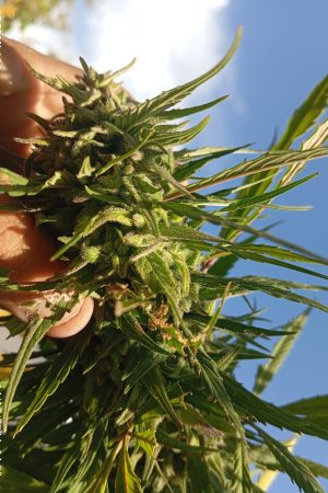 Nuristan Green Sativa (Afghan Wild Sativa)