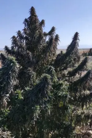 Afghan Dagar