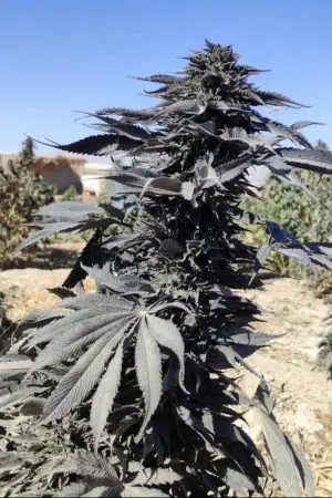 Black Cobra