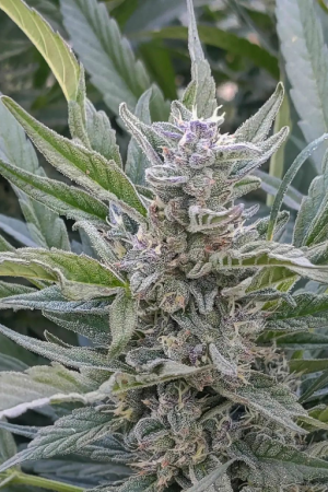 Tora Bora (Deep Incense Kush)