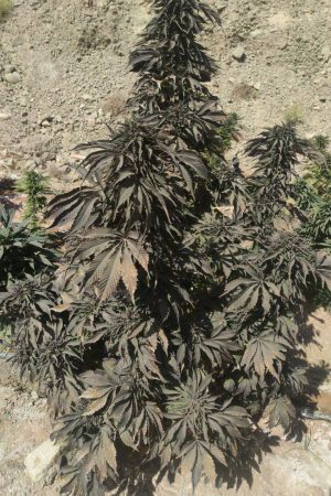 Kandahar Balck