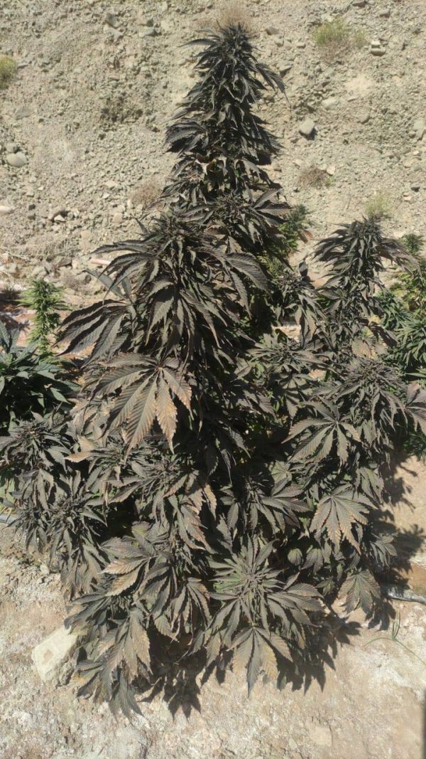 Kandahar Balck