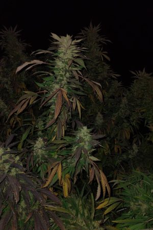 Badakhshan Landrace
